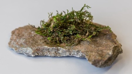Este musgo tiene un compuesto parecido al de la marihuana pero con mejores efectos medicinales
