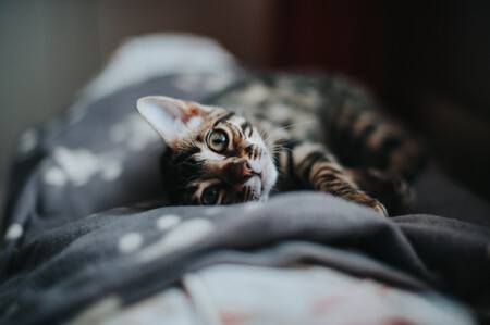 Gato recostado en un sofá