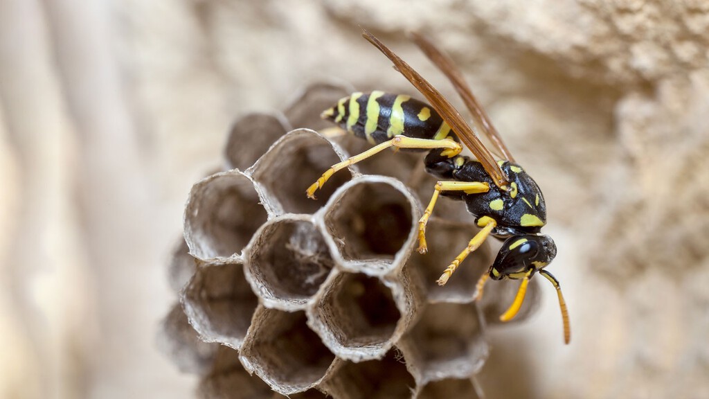 Cómo impedir que las avispas hagan nido en persianas, tejados y terrazas cuando llega el calor