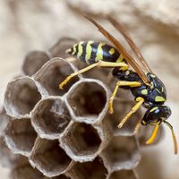 Cómo impedir que las avispas hagan nido en persianas, tejados y terrazas cuando llega el calor