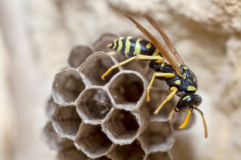 Avispas