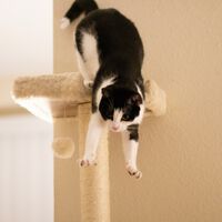 Por que gatos não obedecem como cachorros? A ciência explica a "indiferença" dos felinos 