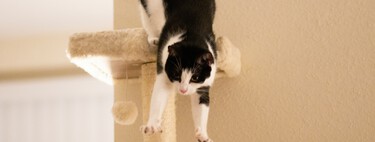 Por que gatos não obedecem como cachorros? A ciência explica a "indiferença" dos felinos 