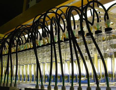 Producción de algas