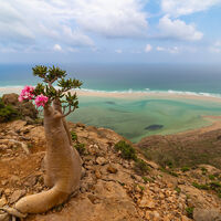 El turismo se las prometía felices explotando una idílica isla de Yemen. Hasta que 600 turistas se quedaron atrapados en ella