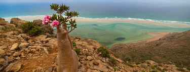 El turismo se las prometía felices explotando una idílica isla de Yemen. Hasta que 600 turistas se quedaron atrapados en ella