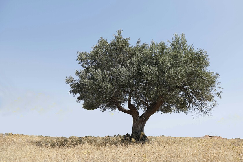 El nuevo agricultor español ya no vive en el pueblo: se llama John, estudió en Wharton y gestiona olivos desde Nueva York