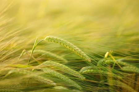 Las plantas del futuro podrían desarrollar su propio fertilizante captándolo del aire