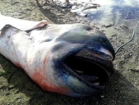 El raro tiburón de boca ancha que llegó a orillas de Filipinas