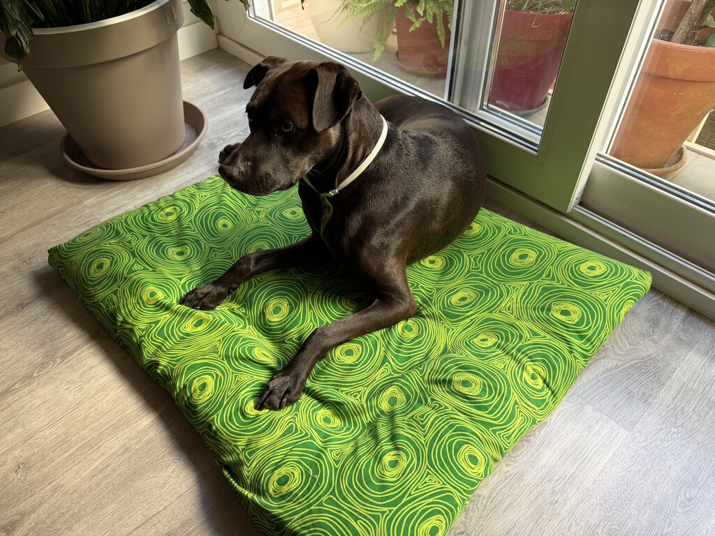 Dale una segunda vida a las sábanas viejas y pasadas: así las he reutilizado para hacer una cama de verano para mi perro