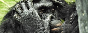 Creíamos que este animal era nuestro primo más pacífico, pero este brutal acto demuestra lo contrario