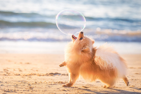 dogoftheyear