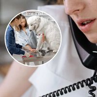 En España, si tu perro o gato enferma o muere, tienes que gastar días de vacaciones o asuntos propios. Esto puede cambiar pronto 