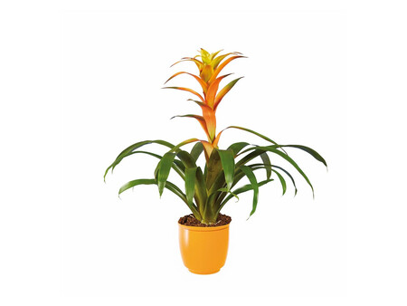 Guzmania Zoom 1