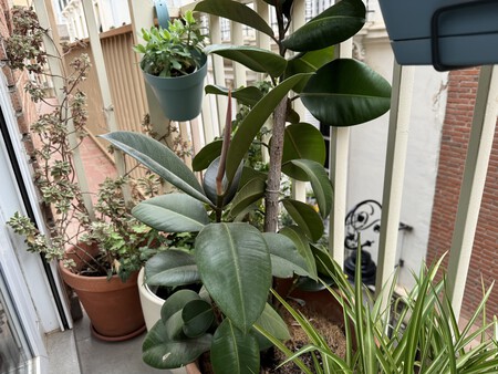 Plantas que absorben el calor