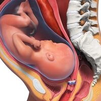 Crean un dispositivo que ayuda a prevenir los partos prematuros 