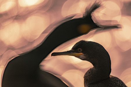 Los pájaros como nunca los has visto antes en las imágenes ganadoras del concurso Bird Photographer of the Year 2020