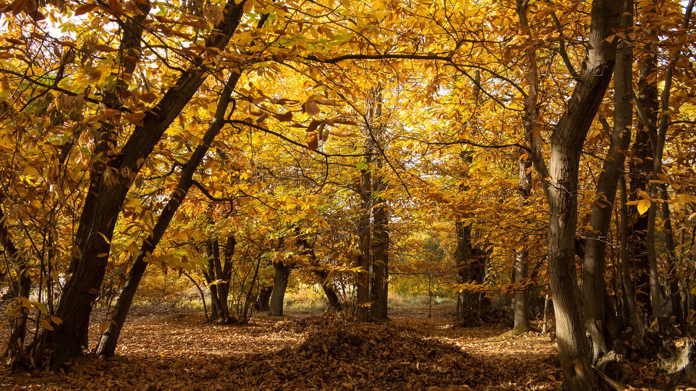 Compañeros de Ruta: un otoño de celebraciones de Halloween o de escapadas tranquilas 