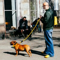 Si la pregunta es si tus vecinos pueden prohibirte tener perro, la respuesta no está en la Ley de Bienestar Animal: está en Vigo
