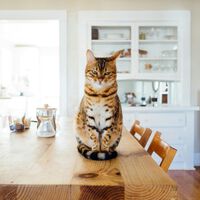 ¿Los gatos bengalíes son legales en Australia? Esta pregunta tan inocente esconde un ataque informático contra tu información privada