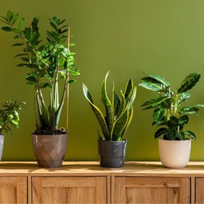 4 plantas para principiantes: fáciles de cuidar, resistentes e ideales para decorar tu hogar