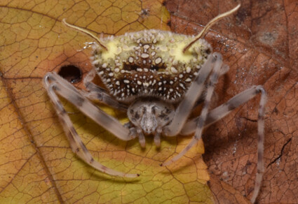 Nova espécie de aranha: aczanowskia waska