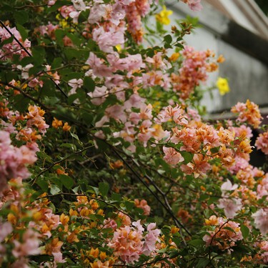 Lidl tiene esta semana una planta con flores por menos de 5 euros ideal para decorar la terraza o balcón en primavera