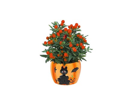 Planta En Calabaza De Halloween Lidl
