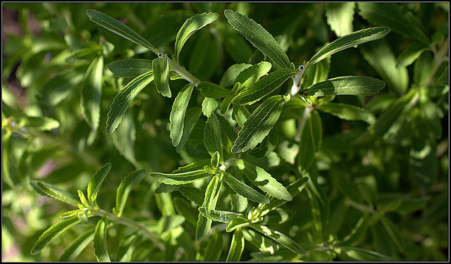 Stevia, todo lo que necesitas saber sobre este endulzante sustitutivo del azúcar