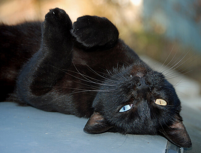 Gato negro