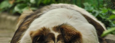 
Cómo comprobar si tu perro está realmente gordo (y cuánto) con un método sencillo 