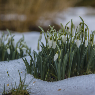 Así se airea el suelo del jardín en invierno sin dañar las raíces (y estos son sus beneficios) 