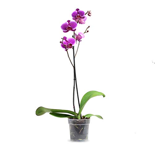 Orquidea phalaenopsis 1 tallo en maceta 12cm
