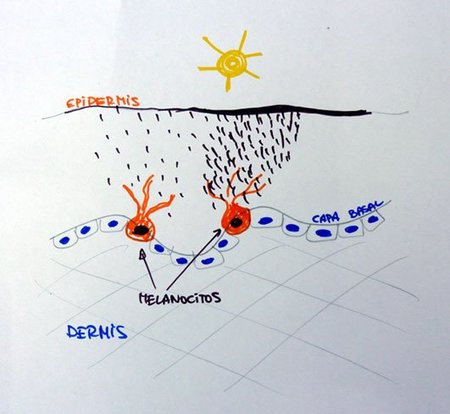 Melanocitos