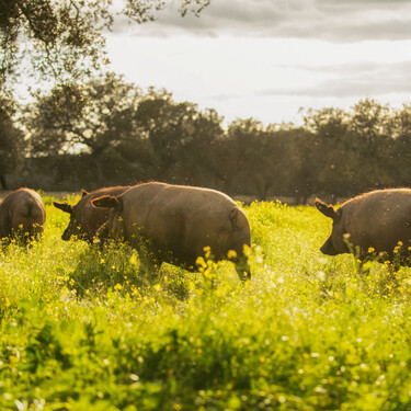 Un cerdo 'agridulce': la letra pequeña de las exportaciones de porcino español a China salvan de la quema al ibérico 