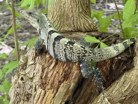 iPhone 16 のポートレート モードで撮影した写真 (セルフィーではありません)。