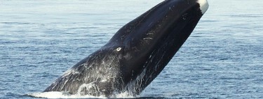 Hay una ballena que lleva viva más de dos siglos. Y tiene cosas que enseñarnos 