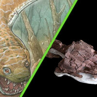 Con cabeza aplastada y dientes enormes: hemos descubierto a un depredador gigante más antiguo que los dinosaurios