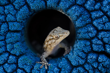 La belleza oculta de las cosas vistas desde muy cerca en las fotos ganadoras del certamen Close-up photography of the year 2020