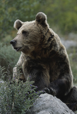 Recuperación progresiva del oso pardo en la cordillera catábrica