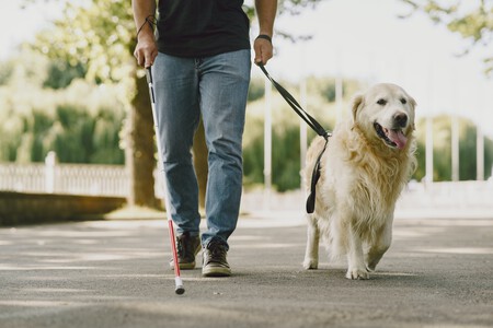 Perro guía - por qué no tocar