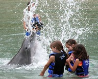 Terapia con delfines para niños autistas