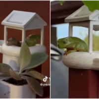 El vídeo de animales más espectacular del mes: construye un palacio de lujo para la rana que vivía en la valla de su casa con una impresora 3D  