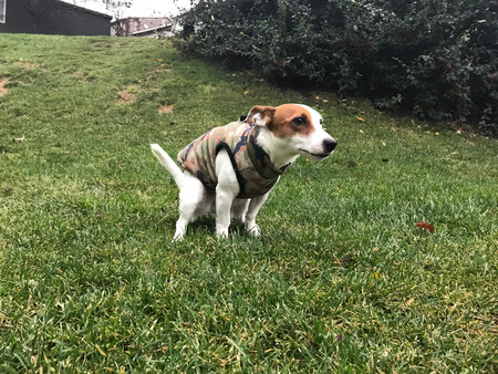 cachorro fazendo coco