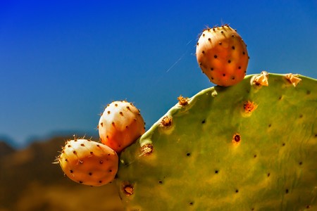 Consejos para eliminar la baba de los nopales cuando los cocines