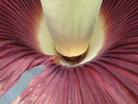 Con forma fálica y olor a muerto, quién puede pensar que hablamos de una flor