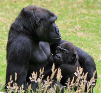 Crianza: si lo mío no es apego ¿qué es?