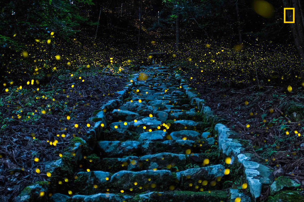 Yourshot Tpoy Nature Hm2 Takafuji