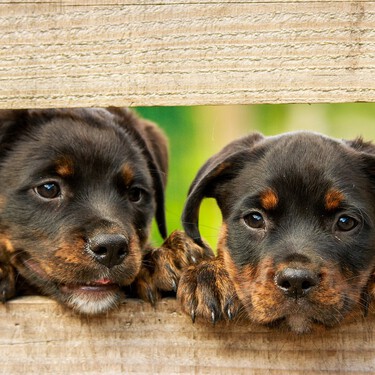 Los comportamientos de tu perrito que se le pasarán con la edad y los que no van a mejorar. Es mejor que aprendas a distinguirlos pronto 