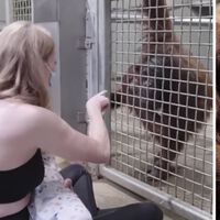 Una orangutana aprende a amamantar a su bebé imitando a una cuidadora del zoo que le enseña con paciencia